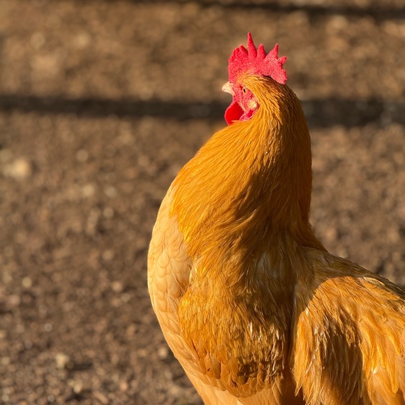 Meet your Posher, Megan - Picture 4 of 8